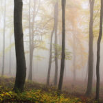 5 astuces pour photographier le brouillard